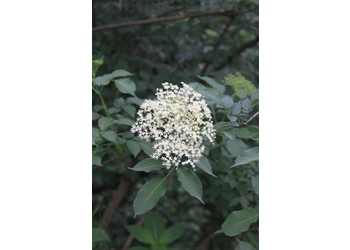 Schwarzer Holunder (Sambucus nigra) - © Emanuel Trummer